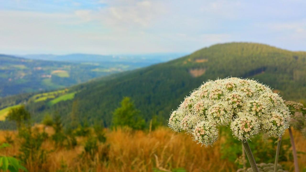 Wald-Panorama-Zimmer Bed & Breakfast Mönichkirchen Dış mekan fotoğraf